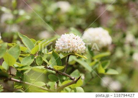 ビバーナム オーロラの花 ビバーナム オーロラの花 118794427