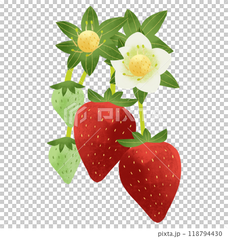 Strawberry fruits and flowers 2 Watercolor hand-drawn illustration 118794430