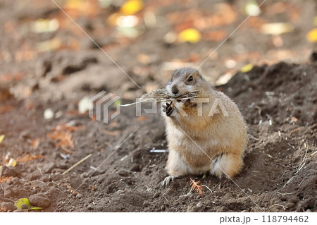 巣材を咥えたプレーリードッグ 118794462