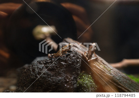 岩の上のカエル 118794485