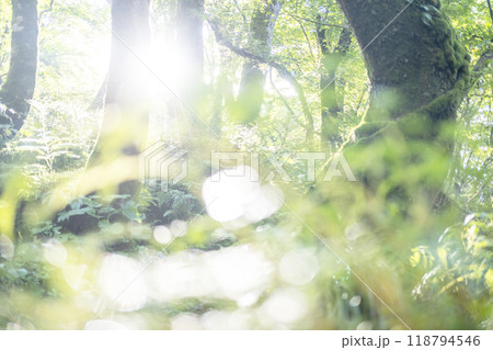 ブナの森 新緑・エコイメージ (奥大山) ブナの森 新緑・エコイメージ (奥大山) 118794546