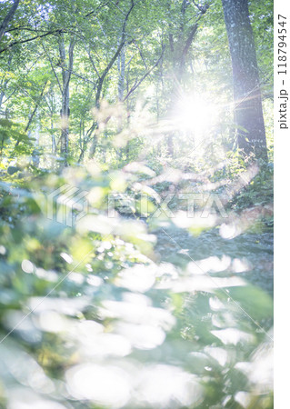 ブナの森 新緑・エコイメージ (奥大山) ブナの森 新緑・エコイメージ (奥大山) 118794547