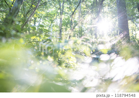 ブナの森　新緑・エコイメージ　(奥大山） 118794548