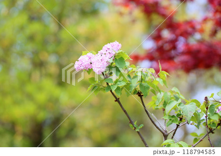 可愛い　ライラックの花 118794585