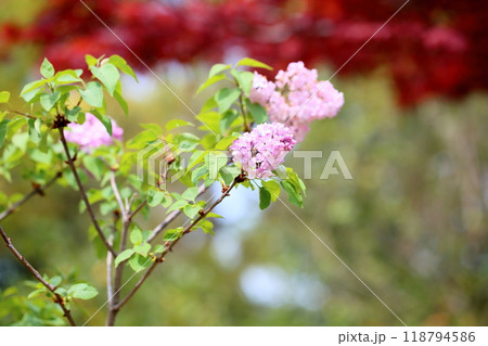 可愛い ライラックの花 可愛い ライラックの花 118794586