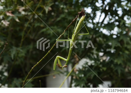 秋9月餌を捕らえ食らいつこうとするカマキリ 秋9月餌を捕らえ食らいつこうとするカマキリ 118794684