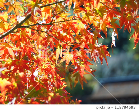 日に当たる真っ赤な紅葉 日に当たる真っ赤な紅葉 118794695