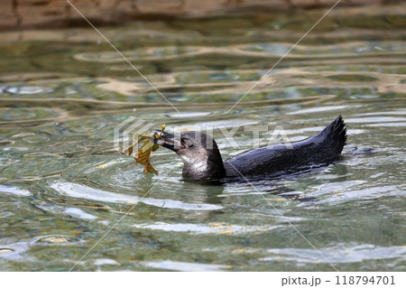 落ち葉を咥えて泳ぐフンボルトペンギンの子供 118794701