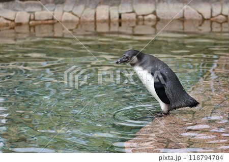 水際に立つフンボルトペンギンの幼鳥 118794704
