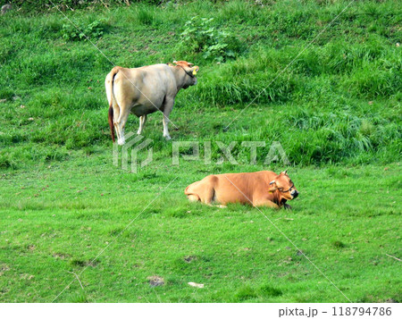 牧草地でのんびりと過ごす赤牛 118794786