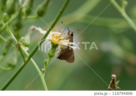 吸蜜中のチャバネセセリ01 118794806