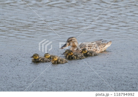 雛たちを優しく見守るマガモの母親 118794992