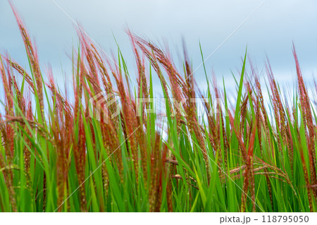 日本最古の米である赤米 日本最古の米である赤米 118795050