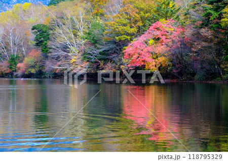 秋の湯の湖のリフレクション 118795329