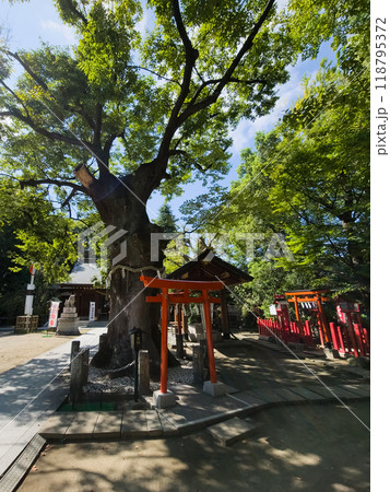 東京都大田区 新田神社 御神木 東京都大田区 新田神社 御神木 118795372
