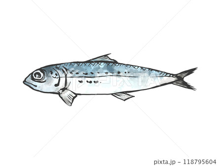 イワシの和風手描き線画イラスト 118795604