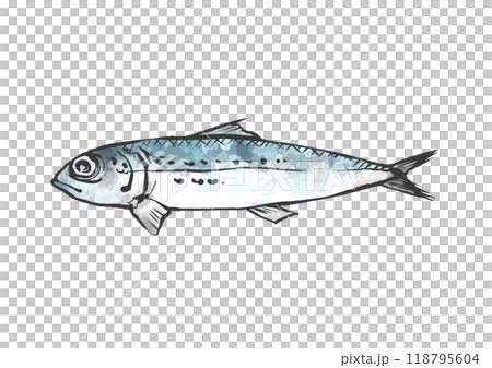 日式手繪線描沙丁魚插圖 118795604