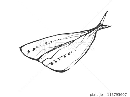 イワシの和風手描き線画イラスト 118795607