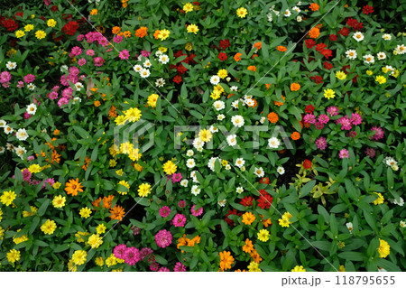 The zinnia flower bloom 118795655