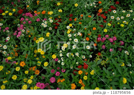 The zinnia flower bloom 118795656