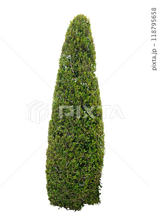 Cone shaped bush 118795658