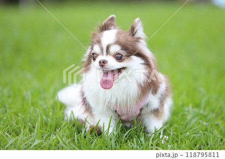 楽しそうなお茶目で可愛いチワワ 118795811