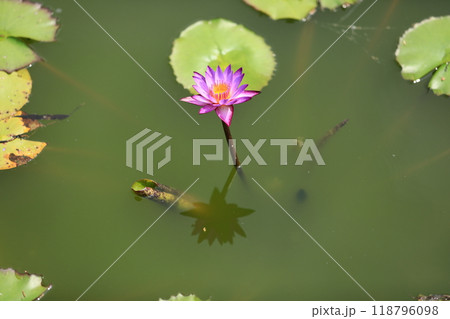 池に浮かぶ満開の睡蓮の花 118796098