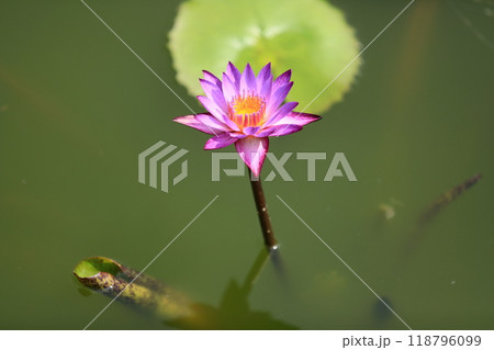 池に浮かぶ満開の睡蓮の花 118796099