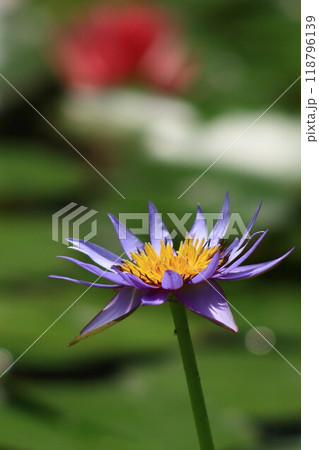 池に浮かぶ満開の睡蓮の花 118796139