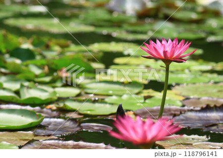 池に浮かぶ満開の睡蓮の花 池に浮かぶ満開の睡蓮の花 118796141