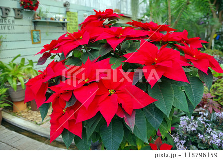 ポインセチア《クリスマスフラワー》 118796159