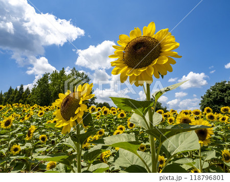 畑いっぱい咲いたヒマワリ 118796801