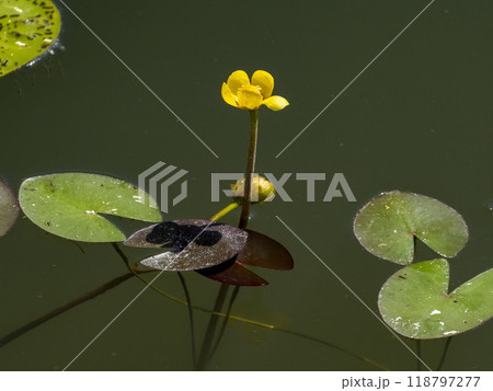 池に咲くコウホネの花 118797277