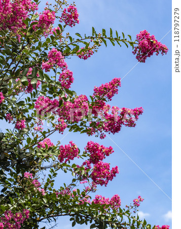 サルスベリ 118797279