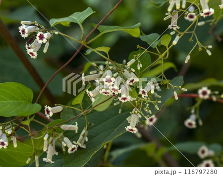 ヘクソカズラの花 118797280