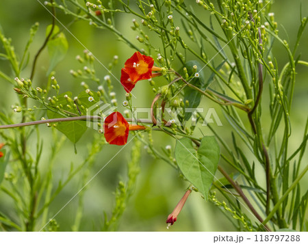 草に絡みついているマルバルコウの花 草に絡みついているマルバルコウの花 118797288