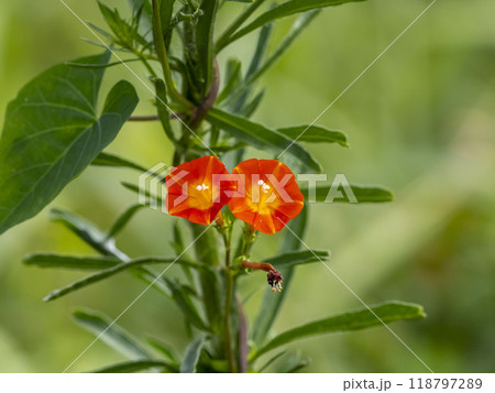 草に絡みついているマルバルコウの花 草に絡みついているマルバルコウの花 118797289