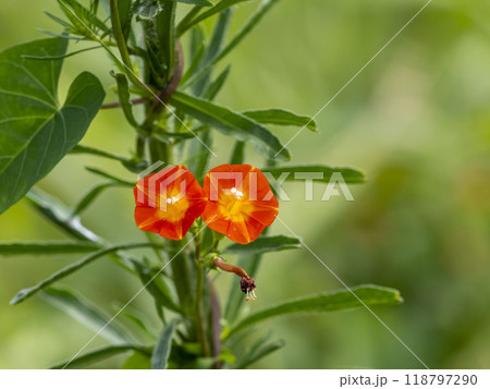 草に絡みついているマルバルコウの花 118797290