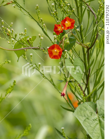 草に絡みついているマルバルコウの花 118797292