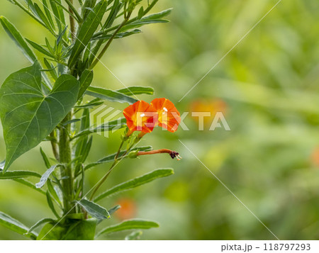 草に絡みついているマルバルコウの花 草に絡みついているマルバルコウの花 118797293