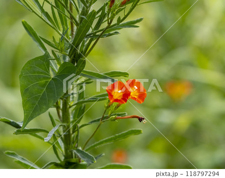 草に絡みついているマルバルコウの花 118797294
