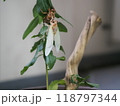 アブラゼミの羽化 118797344