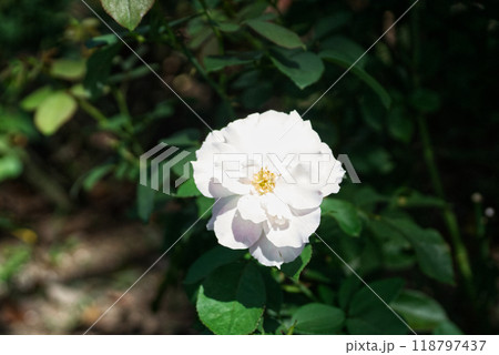 白いばらの花のアップ 118797437