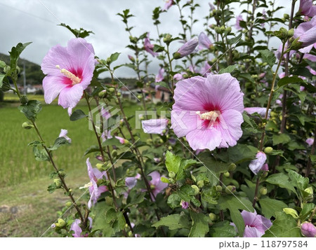 ピンク色のムクゲの花 ピンク色のムクゲの花 118797584
