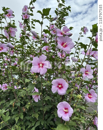 ピンク色のムクゲの花 118797585