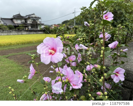 ピンク色のムクゲの花 118797586