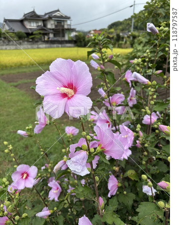 ピンク色のムクゲの花 ピンク色のムクゲの花 118797587