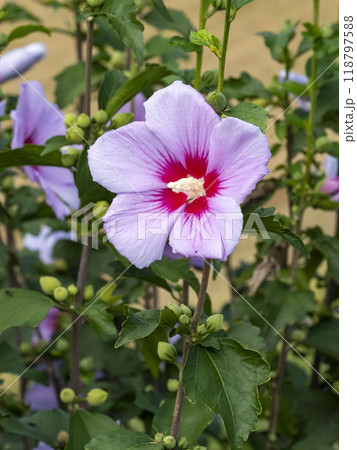 ピンク色のムクゲの花 118797588