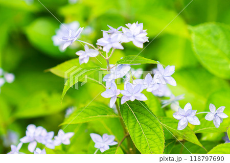 京都市左京区大原勝林院町　実光院（魚山大原寺の僧房）　旧理覚院庭園　シチダンカ（ヤマアジサイ） 118797690