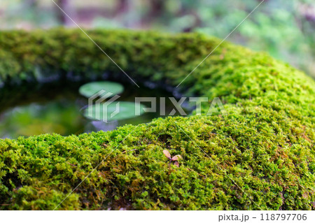 京都市左京区大原勝林院町 実光院(魚山大原寺の僧房) 旧理覚院庭園 京都市左京区大原勝林院町 実光院(魚山大原寺の僧房) 旧理覚院庭園 118797706